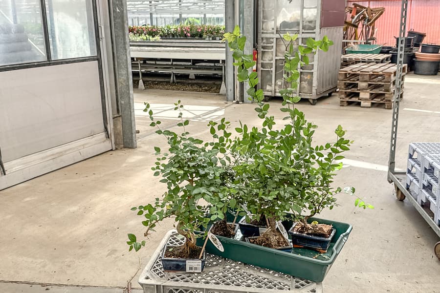 5 Bonsai Bäume